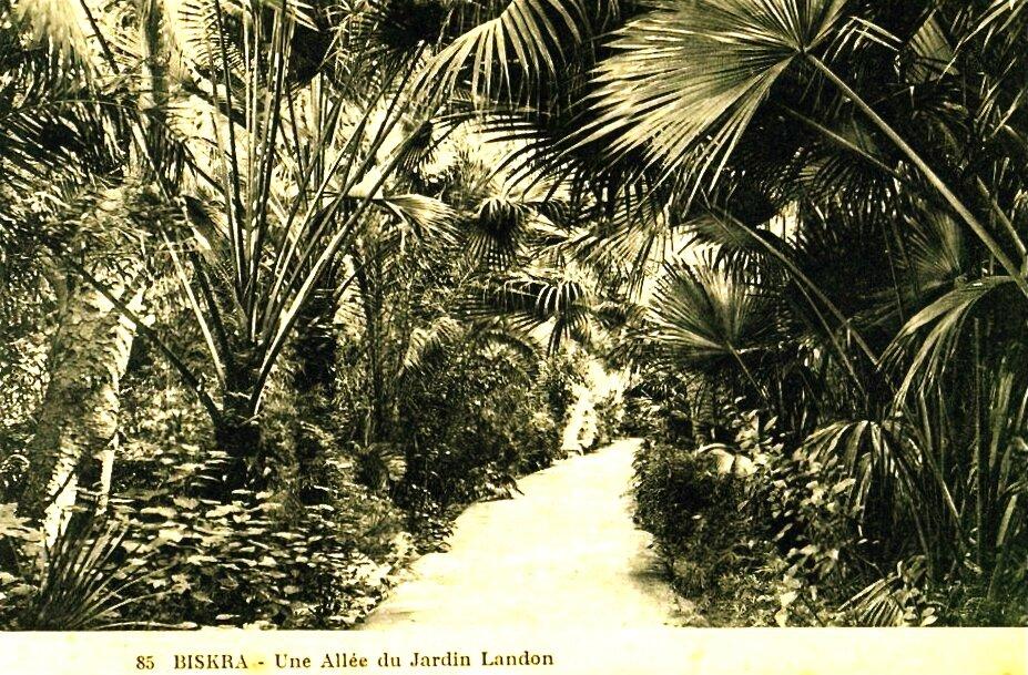 Biskra une allee du jardin de landon